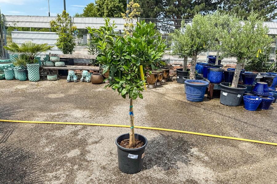 Orangenbaum Citrus sinensis